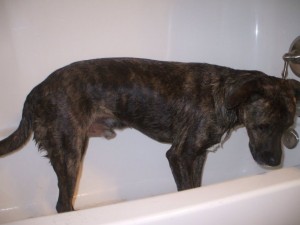 emmett-getting-clean Emmett got squeaky clean for his test!