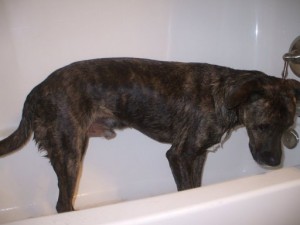but-he-hates-baths But he's not too fond of baths.