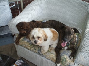 Bubba, Otto and Emmett take a break