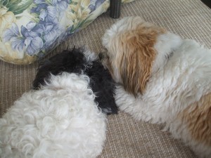 Louis and Otto put their heads together... this can't lead to anything good!