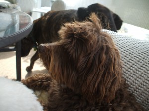 Don't let the angle fool you: Bubba is TINY!