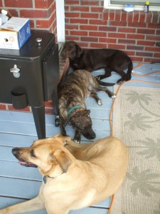 Turk, Emmett and Lucas take a break