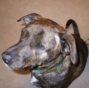 emmett2