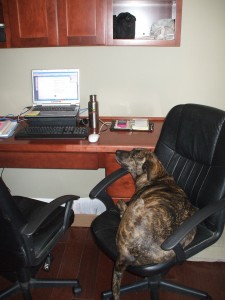working-at-his-desk Emmett loves blogging!