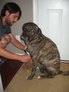 And, of course, it rained, so we had to tie a bag around his bandages to go outside. 