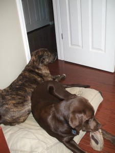 emmett-and-turk Emmett shares his bed - and jute chew - with Turk!