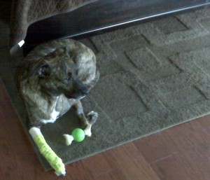 His bandage matches his busy bone!