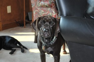 Buster