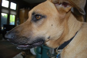 Handsome Lucas