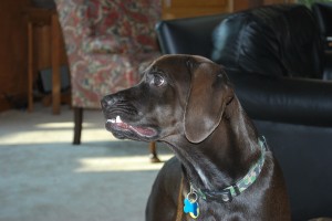 Buster's underbite