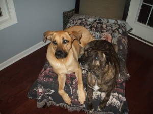 Lucas and Emmett share "their" chaise. 