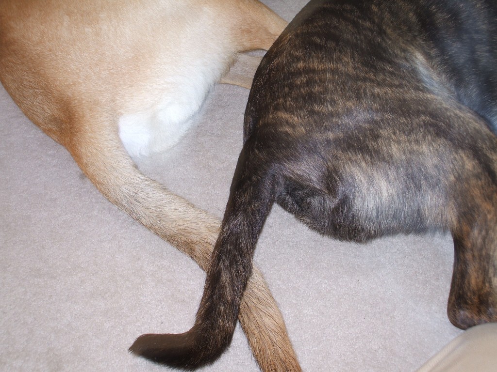 Tails