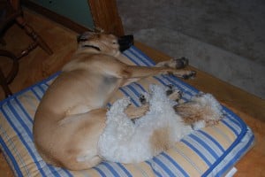This pic has nothing to do with the post. I just think it's ridiculously cute. 