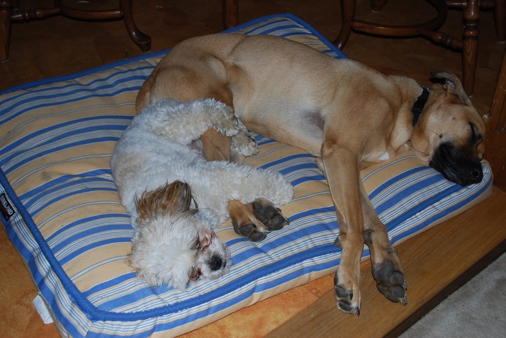 Otto and Lucas nap