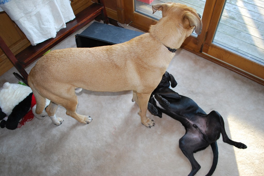 Lucas and Tank