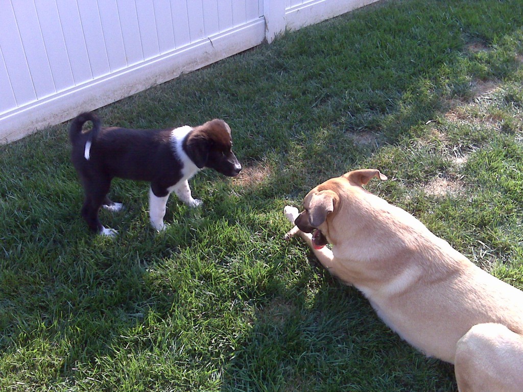 Cady and Lucas play
