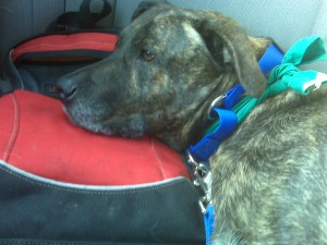 After Head Start, Emmett uses John's backpack as a pillow for the carride home. 
