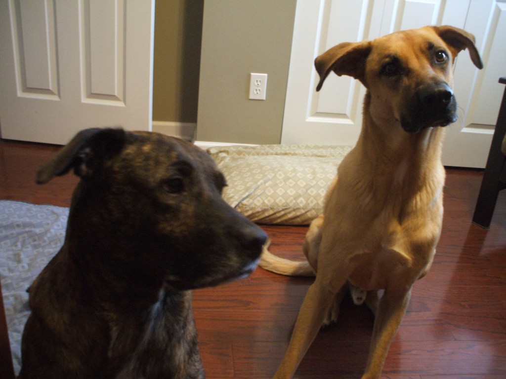 Love this: Emmett isn't paying attention, and Lucas looks like a total goon!