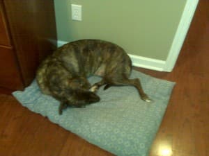 Emmett in the office