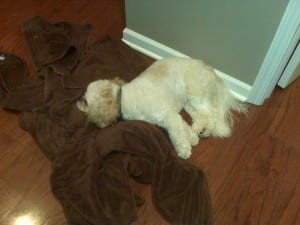 And Otto in the hall on the laundry