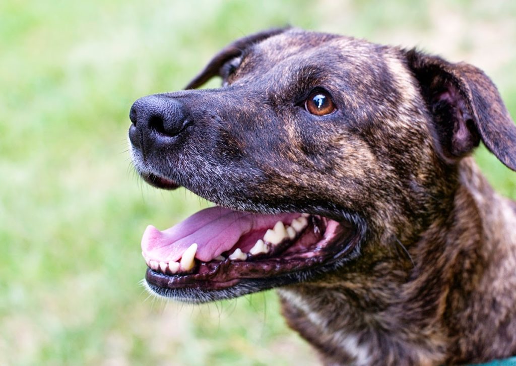 A brindle pit bull mix looks off to the side of the camera. The grassy background his blurred. His mouth hangs open in a happy smile and his golden honey eyes shine.