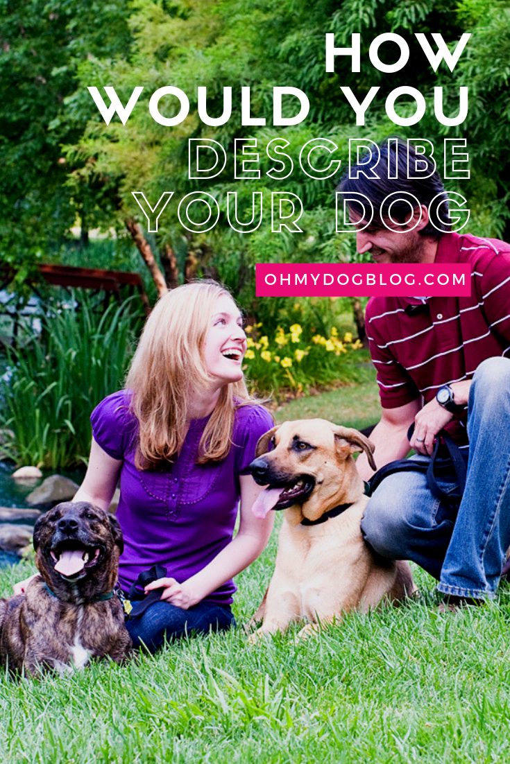 A white couple sits in the grass near a garden. The woman has blonde hair and a purple blouse and is turned smiling toward the man. His hair is dark, and he's wearing a maroon and white striped shirt and blue jeans. The woman has her arm around a bridle pit bull mix and the man is holding the leash of a yellow shepherd mix. The text overlay reads: How would you describe your dog