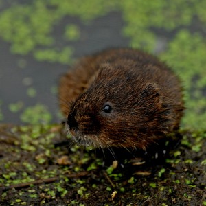 British Wildlife Centre