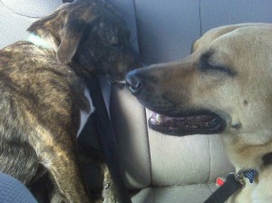 Sleepy boys