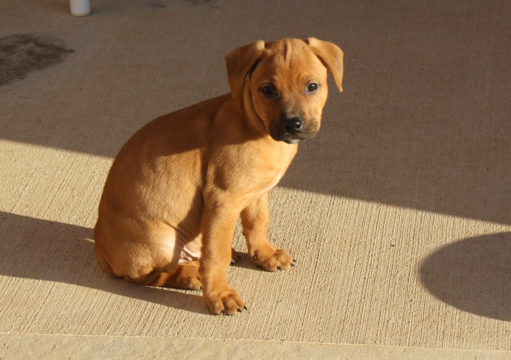 Teeny, tiny baby Cooper--a reddish-tan Am Staff mix at 8 weeks old, weighing 6.2 pounds
