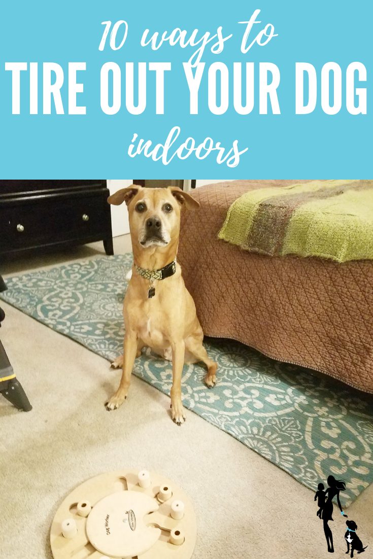 10 ways to tire out your dog... indoors!
