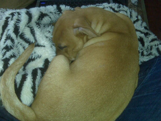 Cooper snuggles