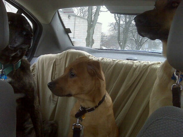 in the car
