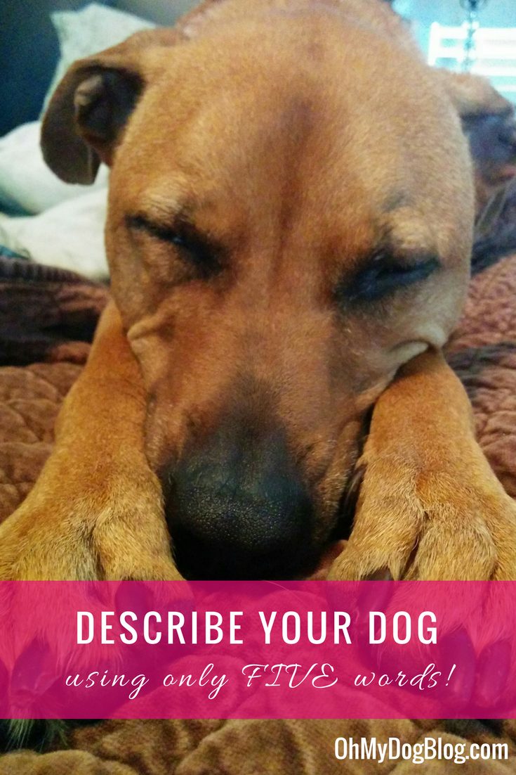 Can you describe your dog in only 5 words_