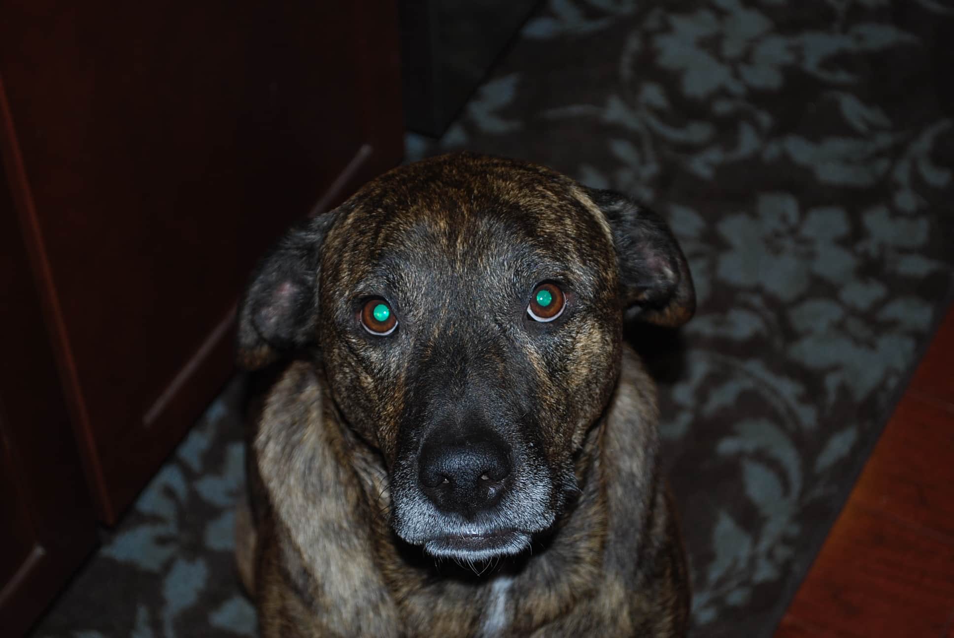 DSC_0078 Emmett