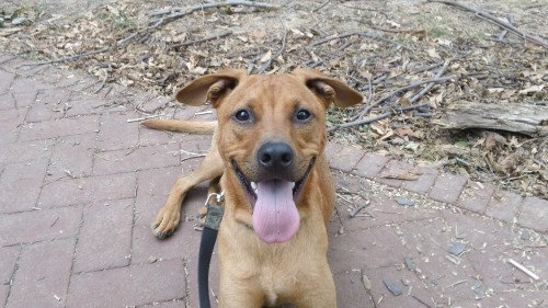 smiling Cooper