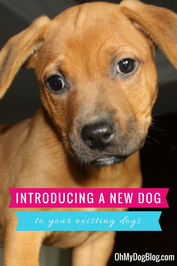 How to introduce a new adopted dog to your existing dogs