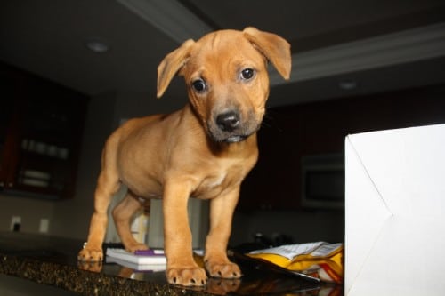 Cooper