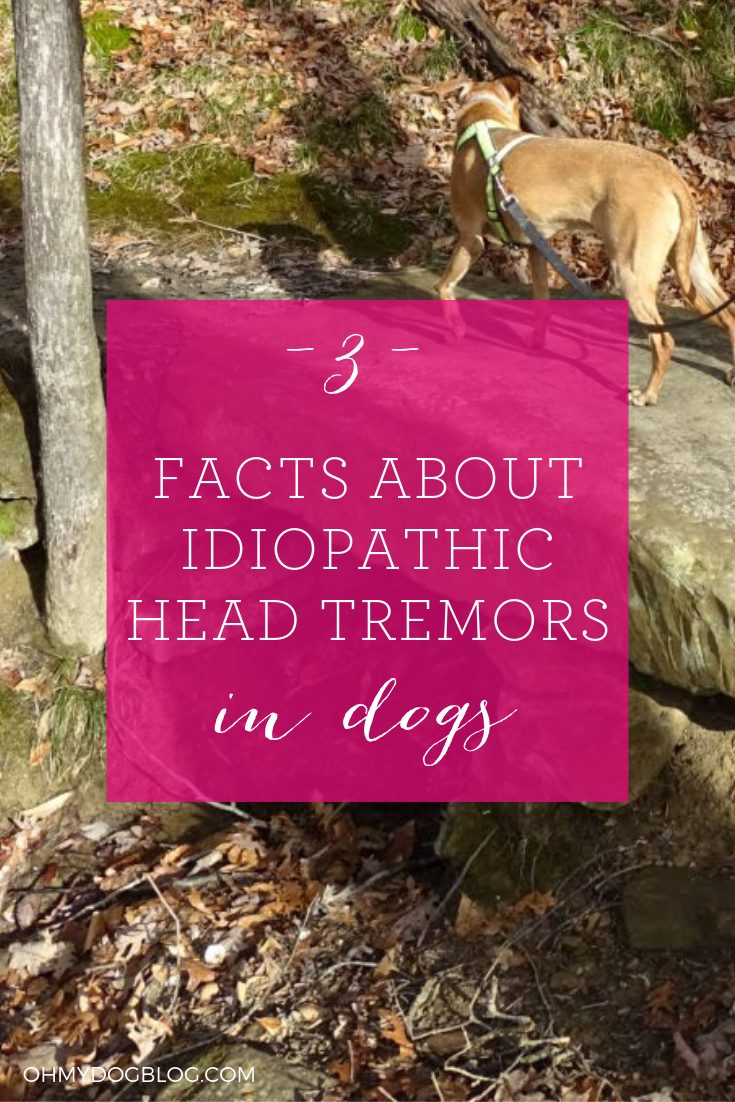 3 facts about idiopathic head tremors in dogs (1)