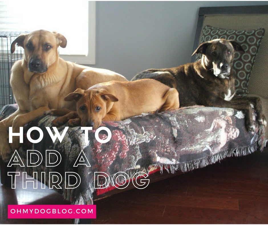 DSCF2440 Three dogs lounge across a chaise draped in a blanket that depicts the Sargent Pepper's album cover. The dog furthest to the left is a big, yellow shepherd mix with a black snout. He's looking off to the side of the camera. The dog in front of him is a small red pit bull mix. His forehead is wrinkled in concern, and he's staring straight at the camera. The dog on the far right is a brindle pit bull mix whose face is slightly in the shadows. He's leaning against a blue and brown printed pillow. The text overlay reads: How to Add a Third Dog