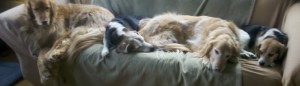 IMG_20110329_085344-1000x288