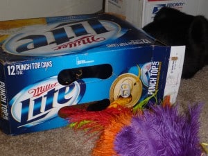She loves playing inside this beer box. 