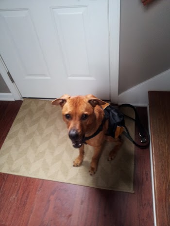 Coop ready to go