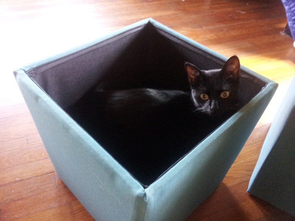 You bought this box for me, yes?