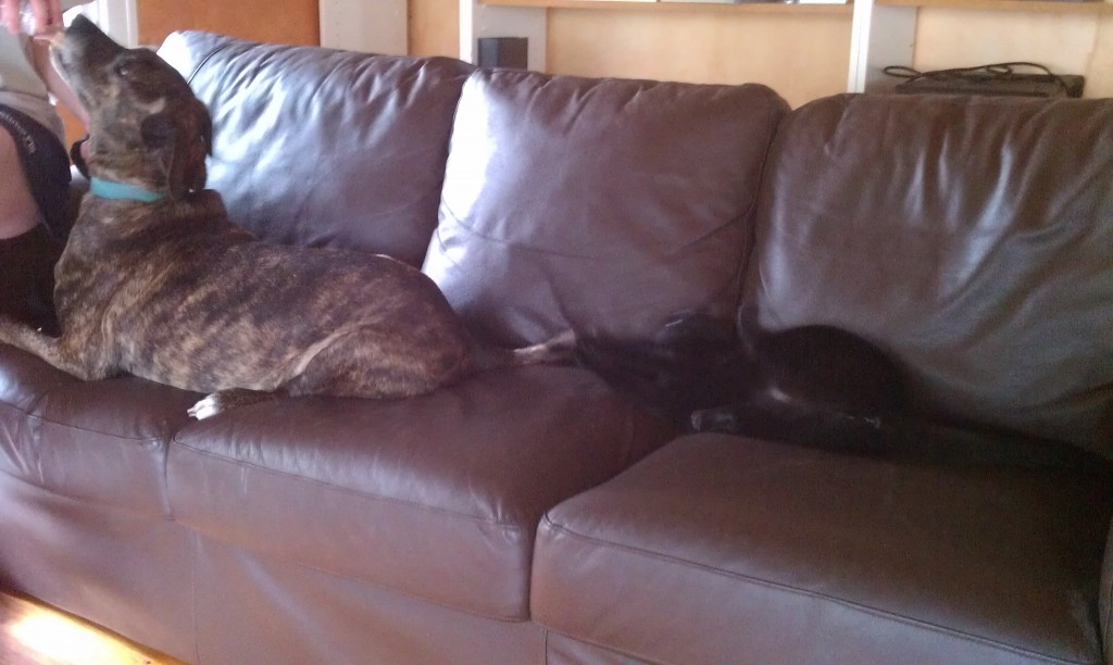 introducing dogs and cats