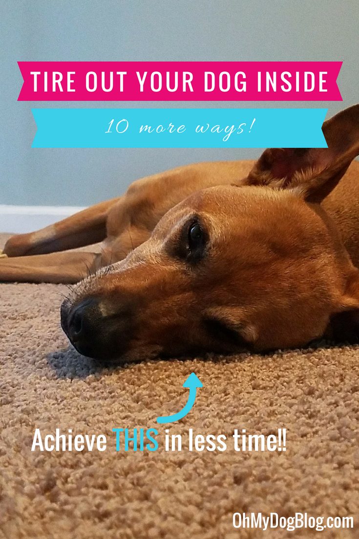 A red pit bull mix is splayed out on a fuzzy tan carpet. He's laying on his side and starting to drift to sleep. His foreleg in the background has a patch of shaved off fur as the dog is recovering from an injury. The text overlay reads: 10 (more) ways to tire out your dog indoors. Achieve this (arrow pointing to sleepy dog) in less time.