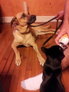 Introducing-dog-and-cat