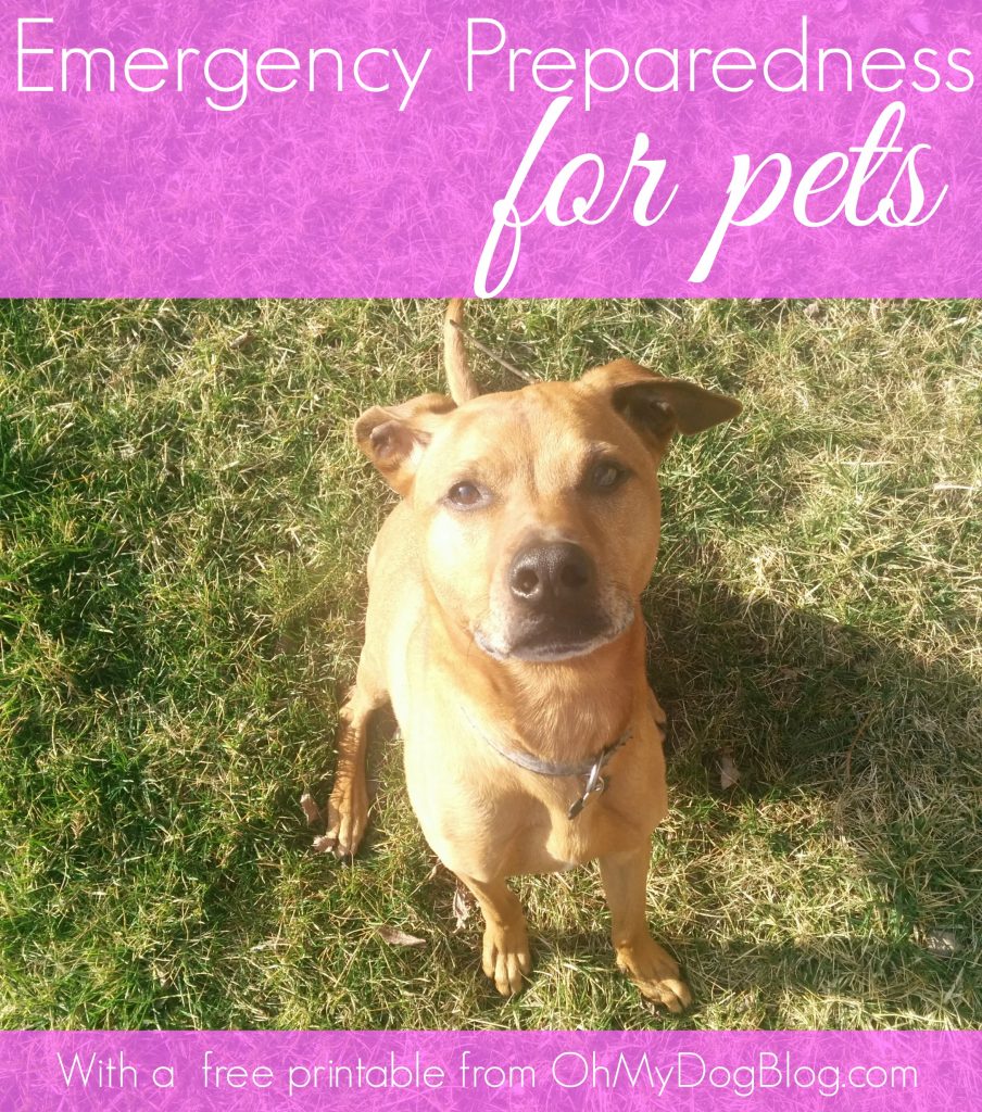 Emergency Preparedness for Pets Hurricane Kit