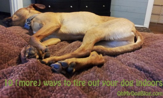 ways to tire out your dog indoors