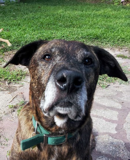 Emmett is a retired therapy dog
