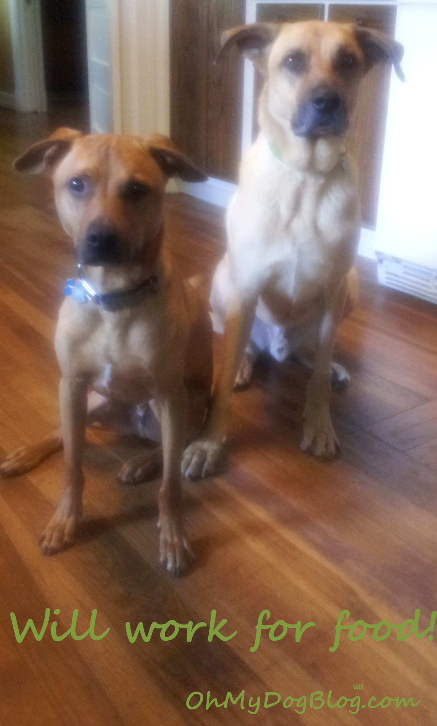 DIY_Training_Treats